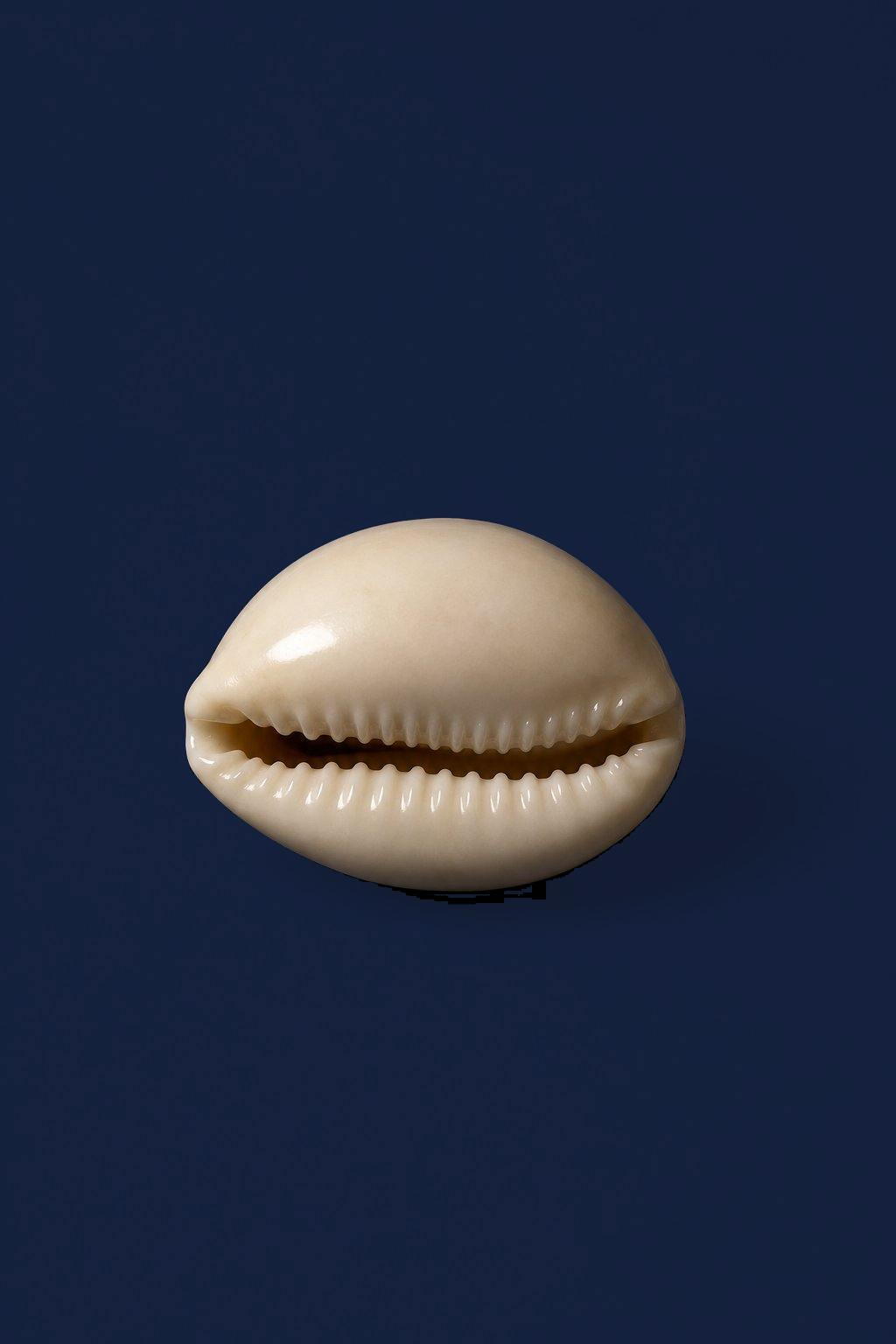 A cowrie shell