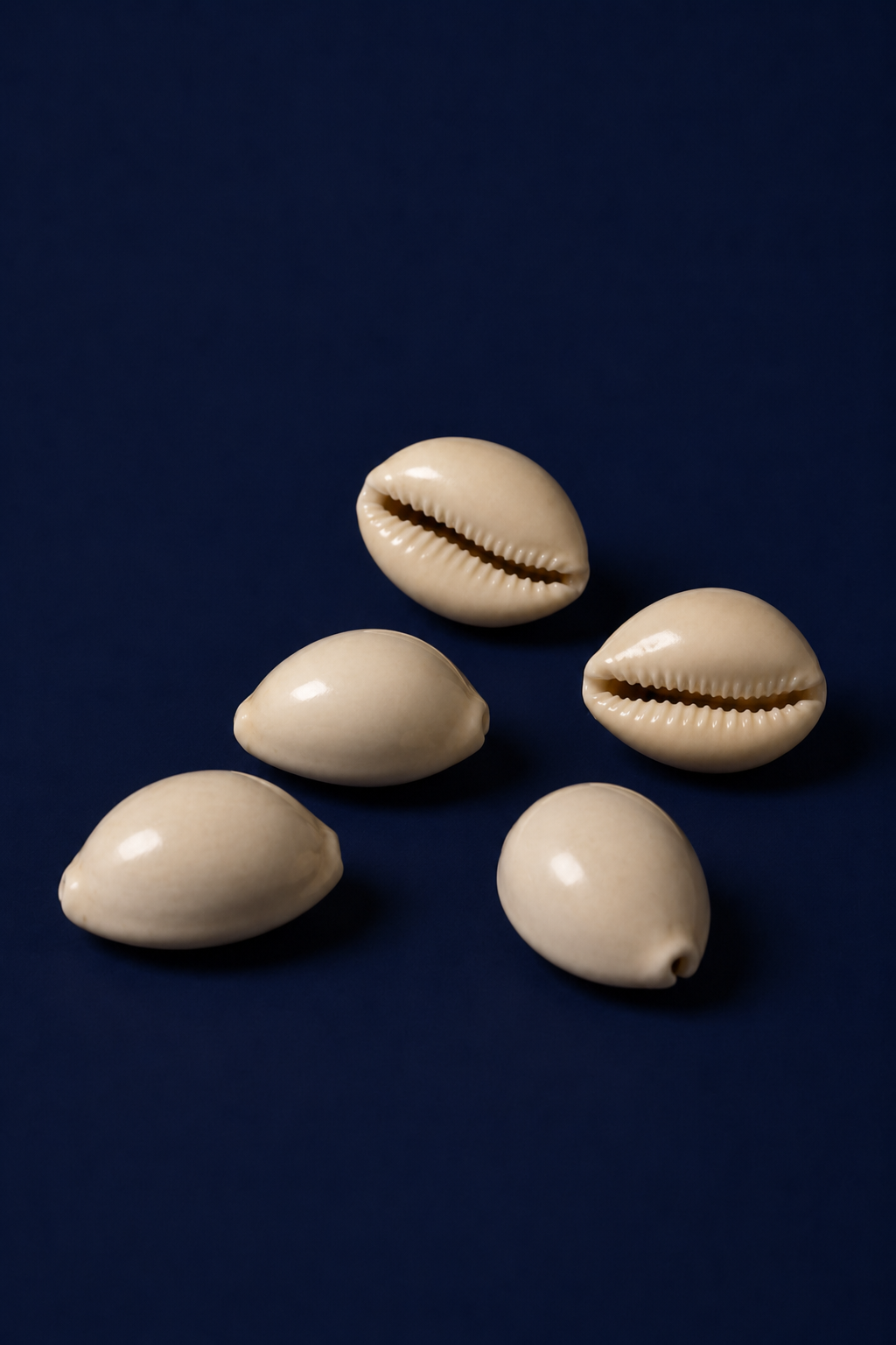 Five cowrie shells
