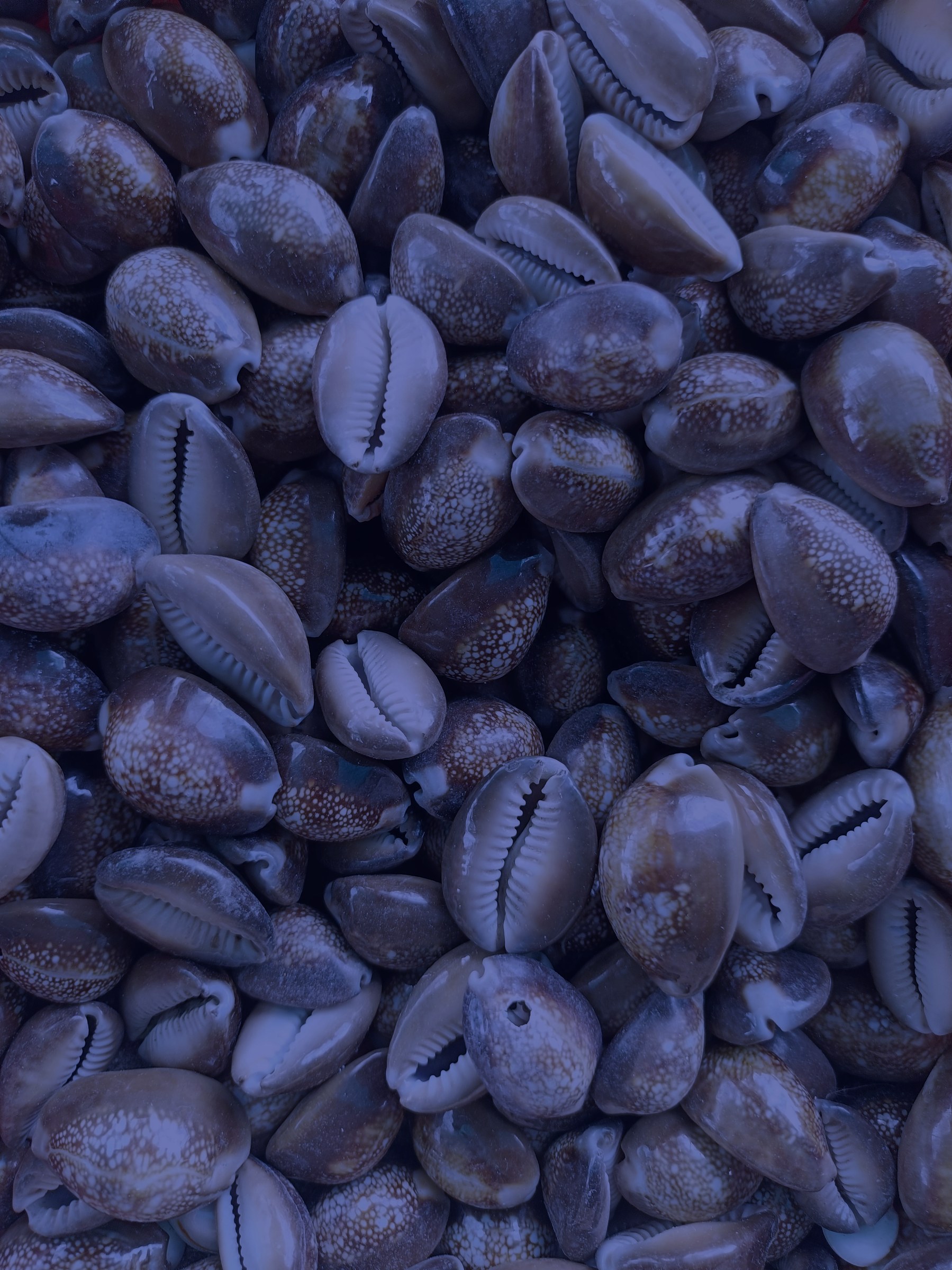 A field of cowrie shells